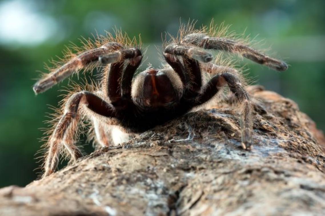 A large brown hairy spider sits atop a rock at close range to the viewer.