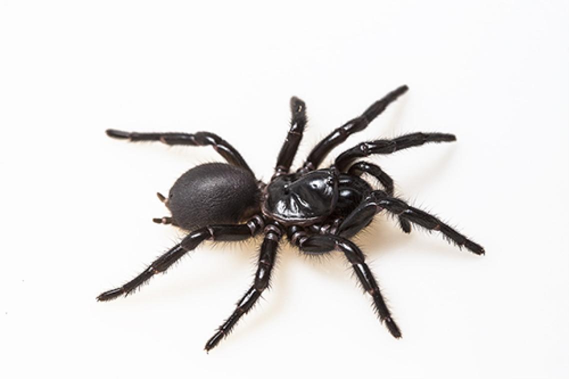 Black-coloured funnel web spider on a white background