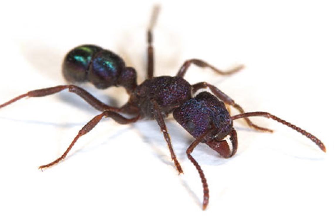 An image of an Australian green-head ant.