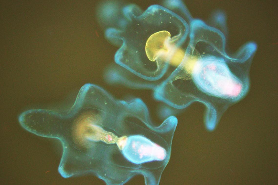Image of crown-of-thorns starfish larvae taken under a florescence microscope.