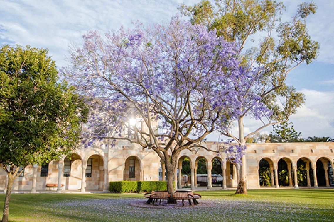 Jacaranda tree in front of UQ sandstone in The Great Court