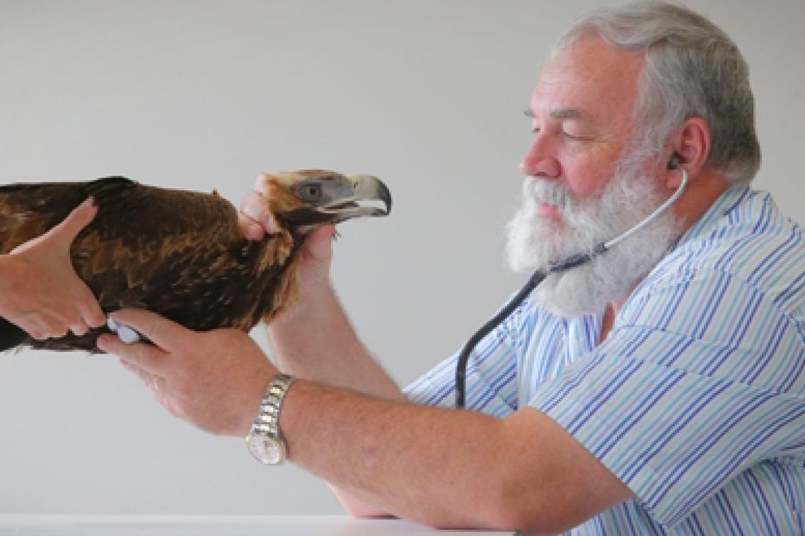 Eva and Associate Professor Bob Donely at the UQ Veterinary Medical Centre. Photo: Jamie Hanson, The Courier-Mail