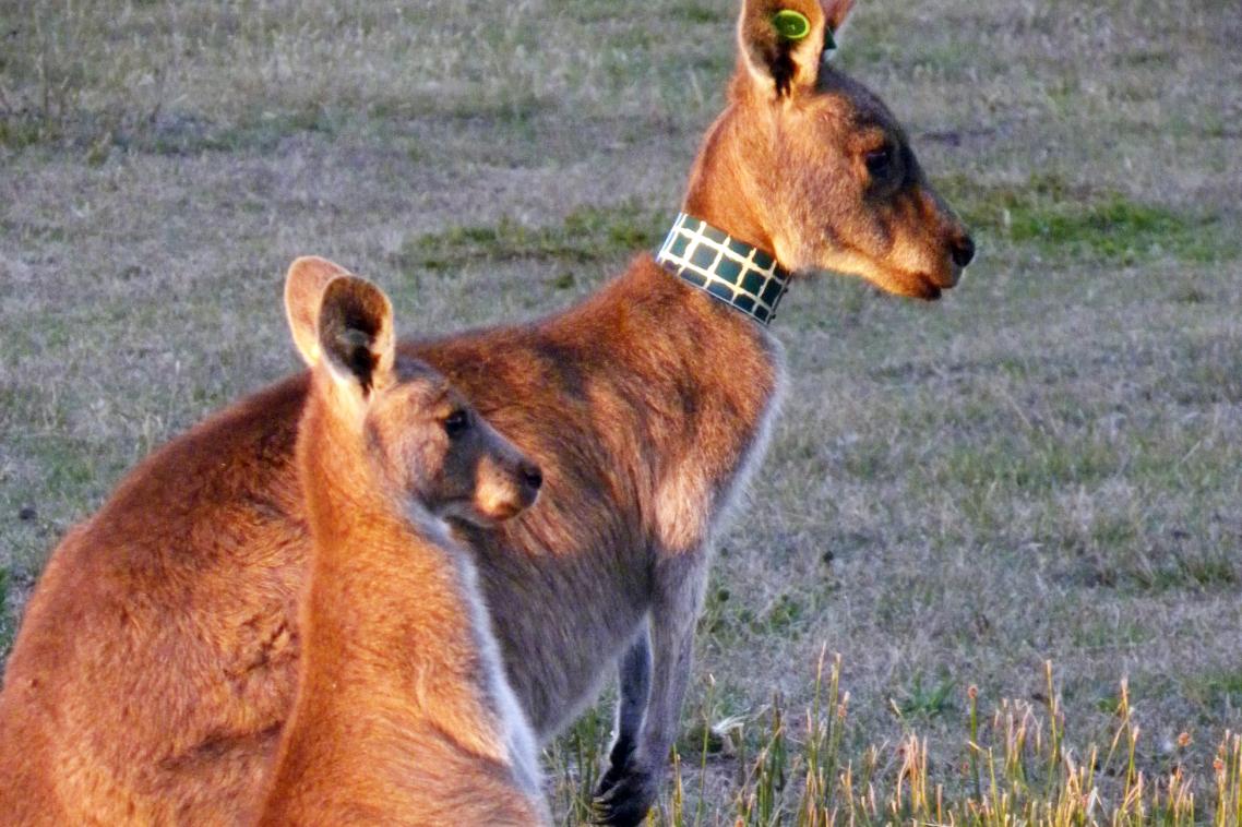 The study on kangaroos and their offspring lasted six years. Credit: Wendy King