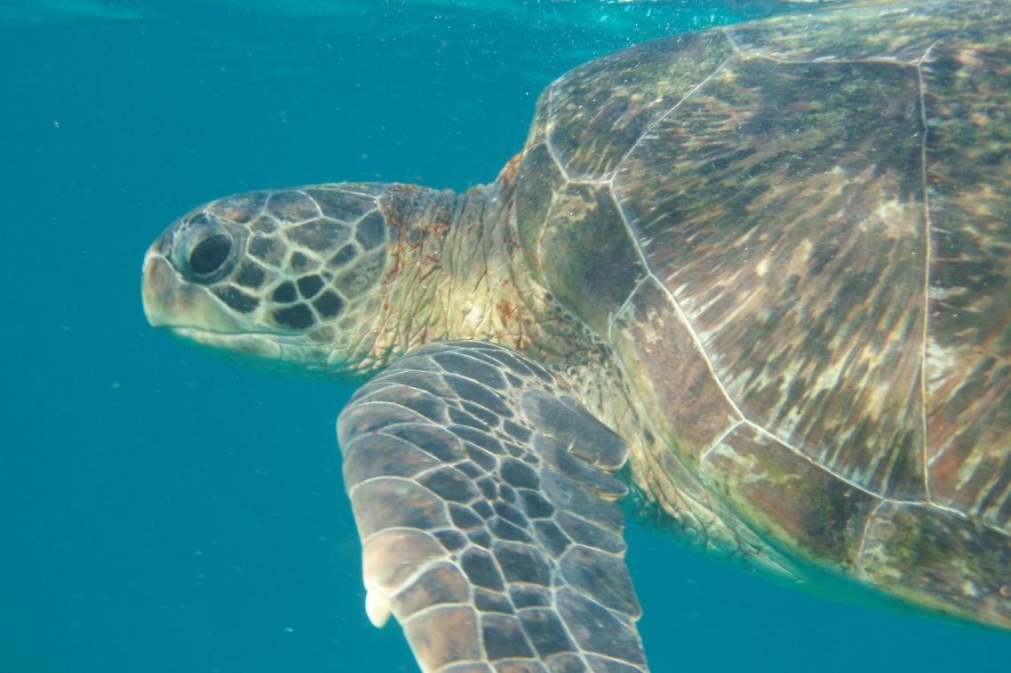 Green sea turtle