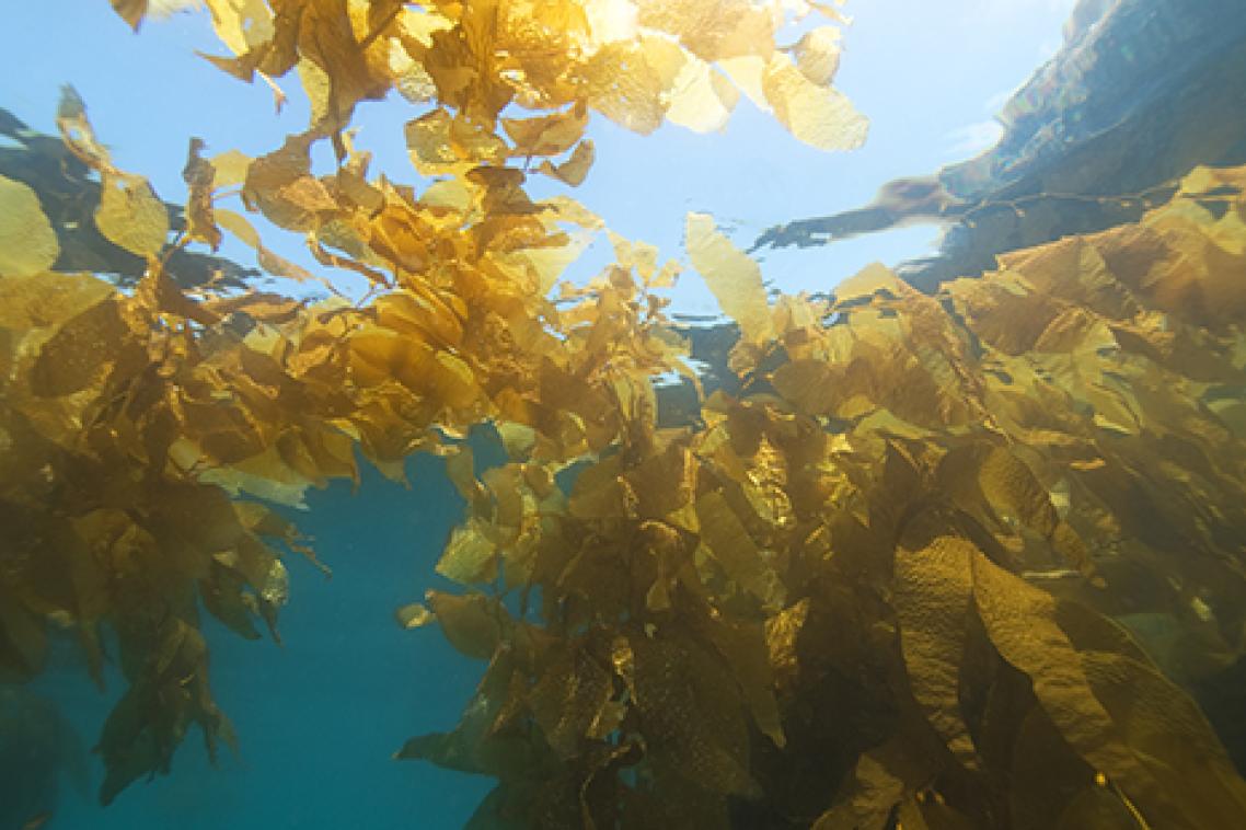 Kelp forest underwater. 