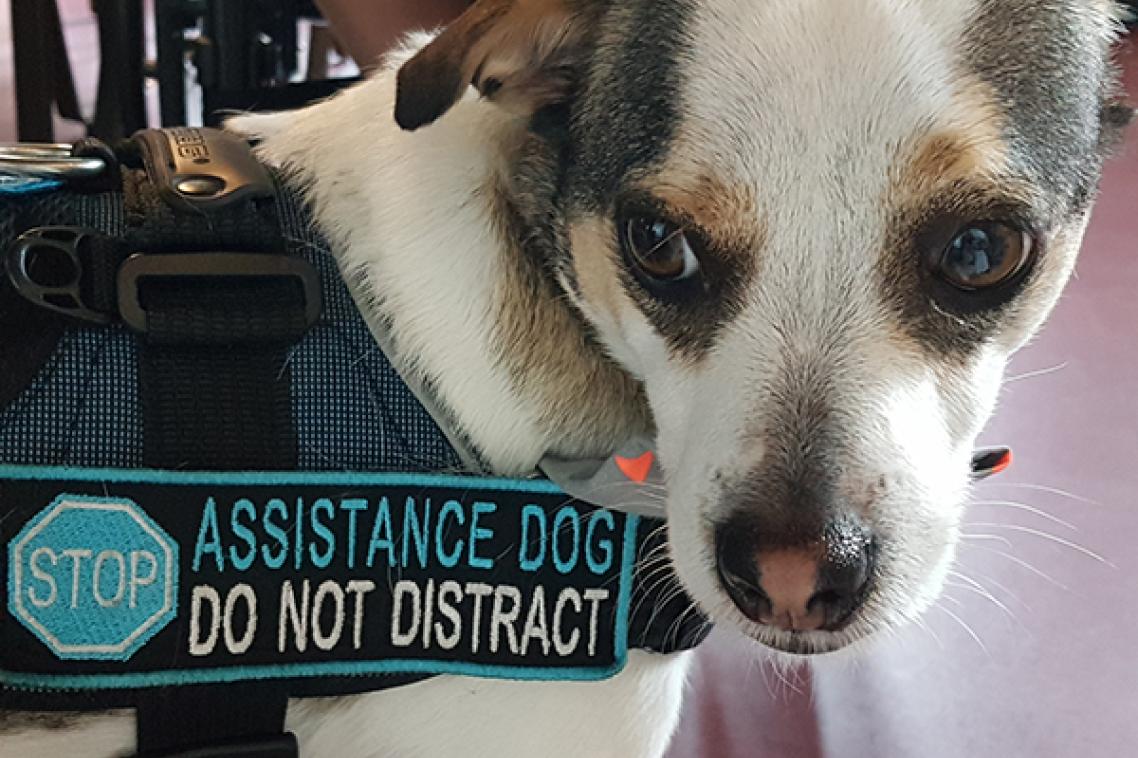 Kirby the Assistance Dog.