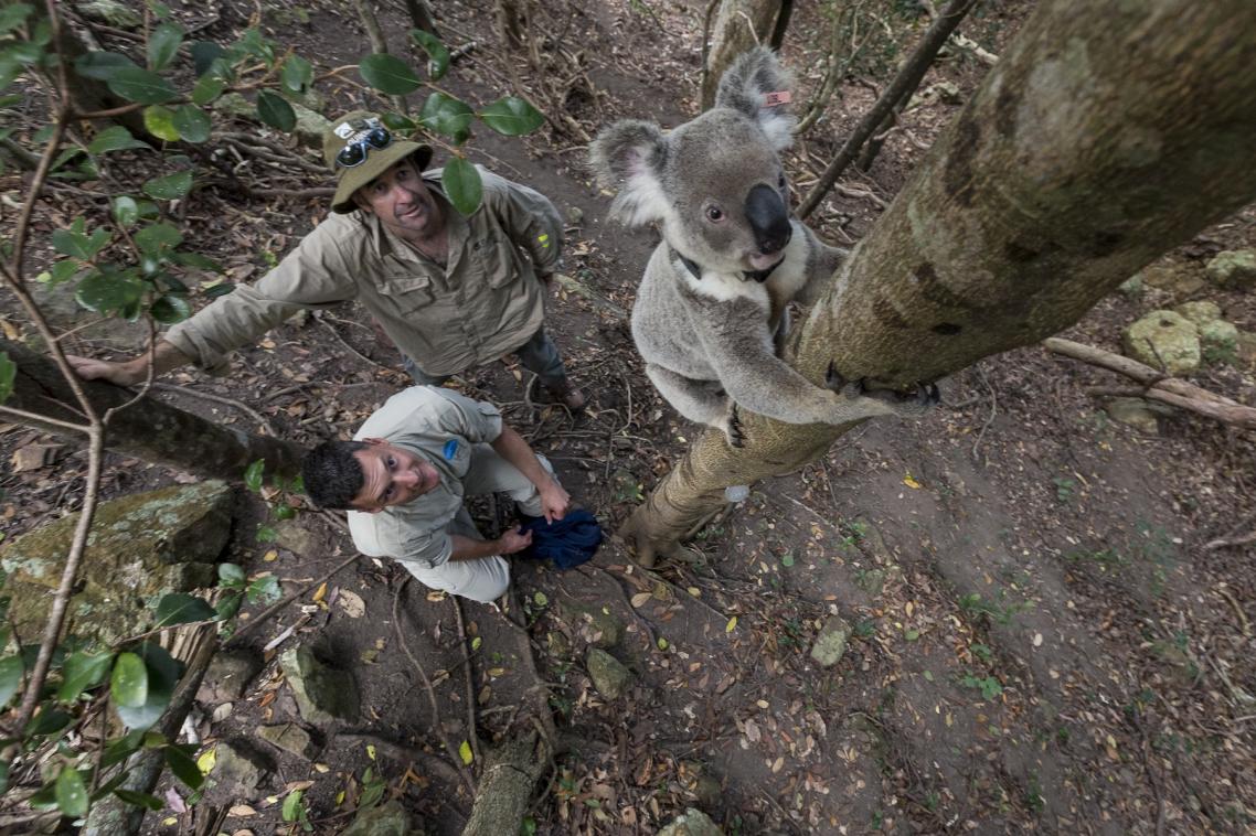 San Diego Zoo ambassador Ric Schwartz and UQ’s Dr Bill Ellis with a koala participating in the radio tracking study. Credit: Ken Bohn – San Diego Zoo.