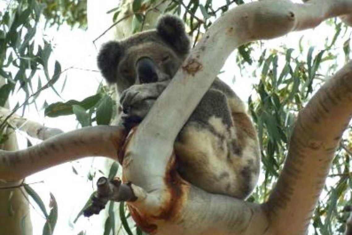 A South East Queensland koala, part of a population that has developed the unique genomic immunity. 