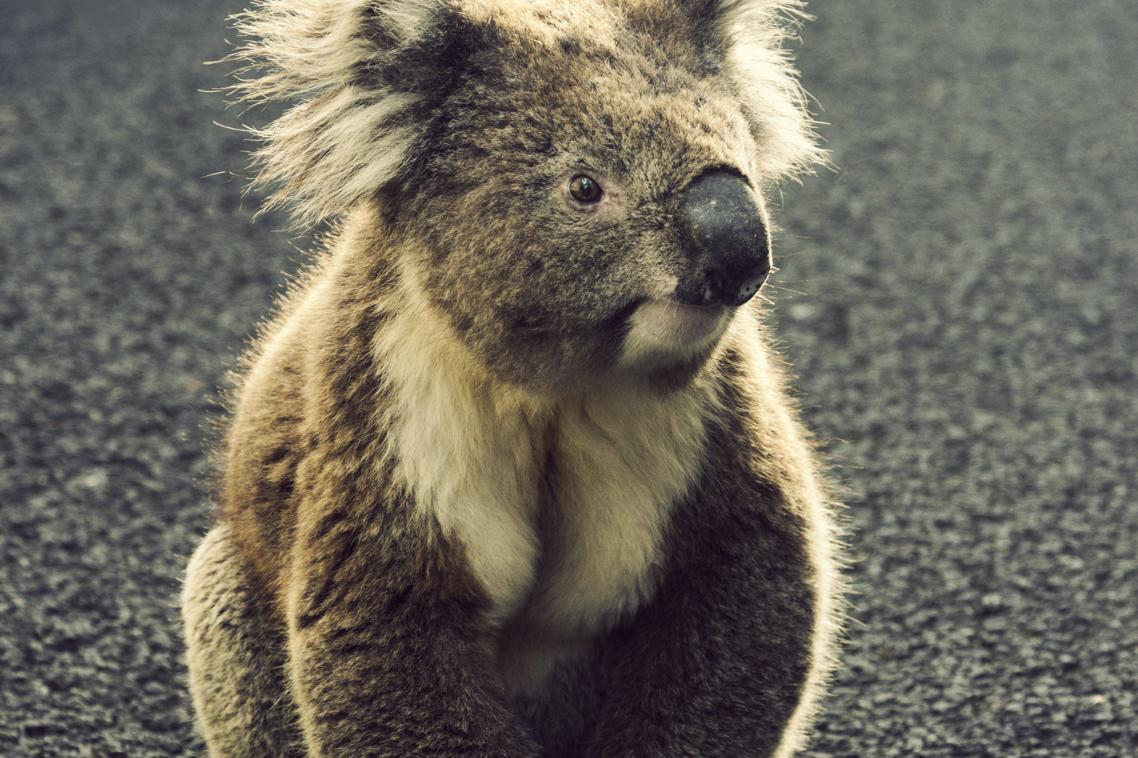 Daylight savings could save koalas