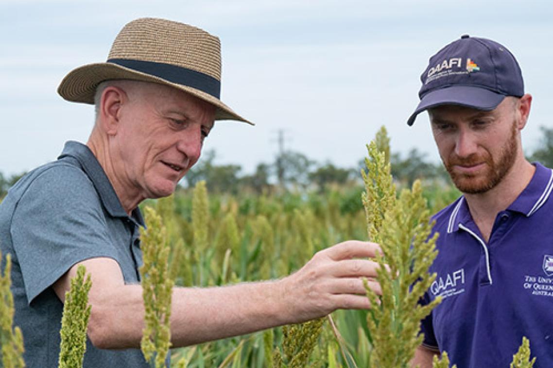L-R Robert Henry, Patrick Mason - at Gatton library of sorghum mutants. Image: The University of Queensland
