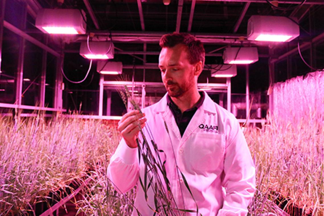 Dr Lee Hickey in the speed crop breeding lab