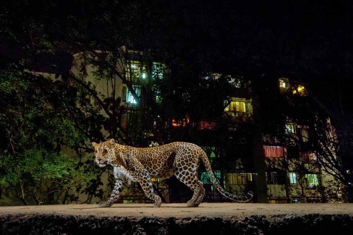 A leopard in Mumbai. Photo by Steve Winter, National Geographic.