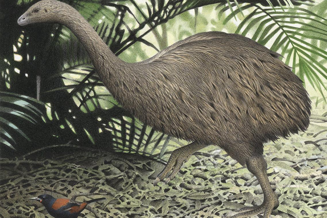 Little bush moa. © Te Papa.