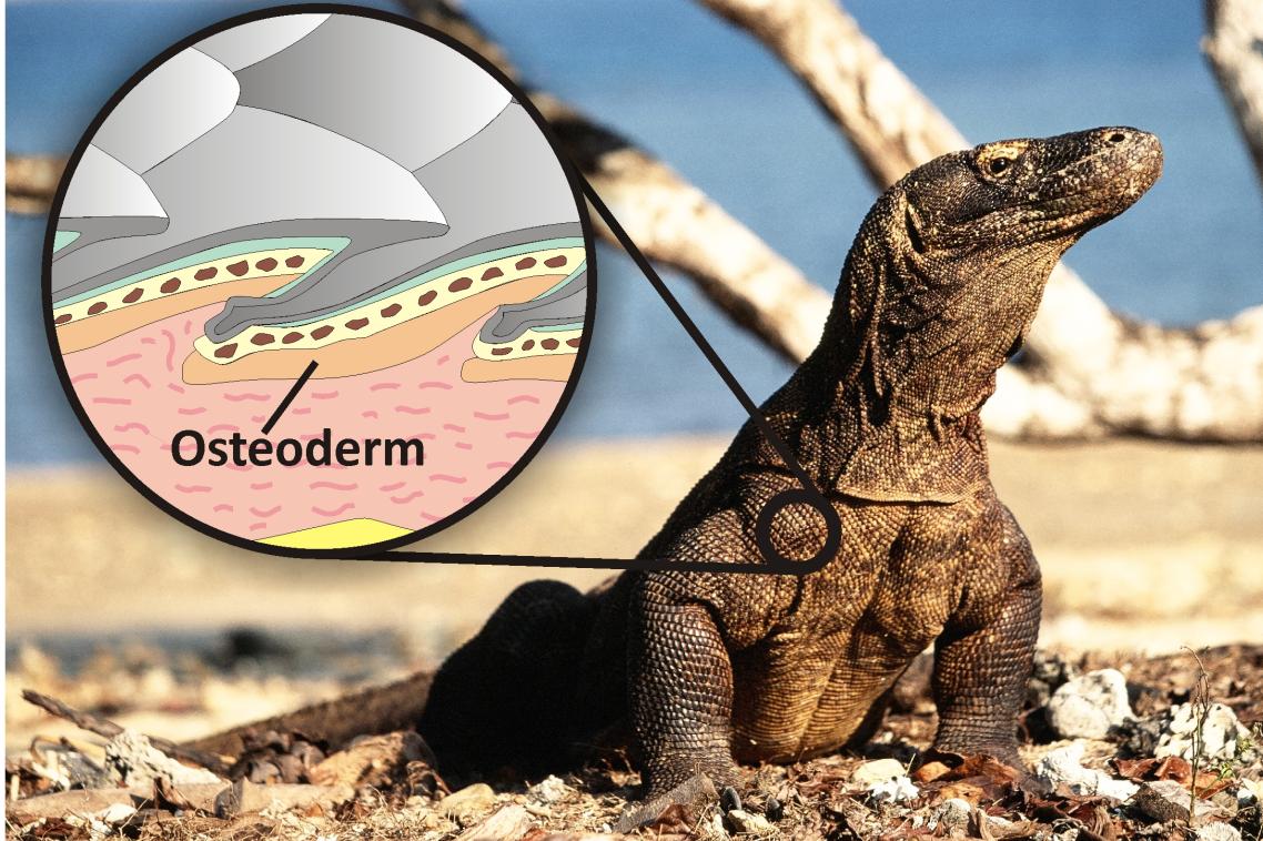The living Komodo dragon and illustration showing how the osteoderm bone reinforces the scales and acts like body armour. Photo of the Komodo dragon by Bryan Fry, inset by Gilbert Price.