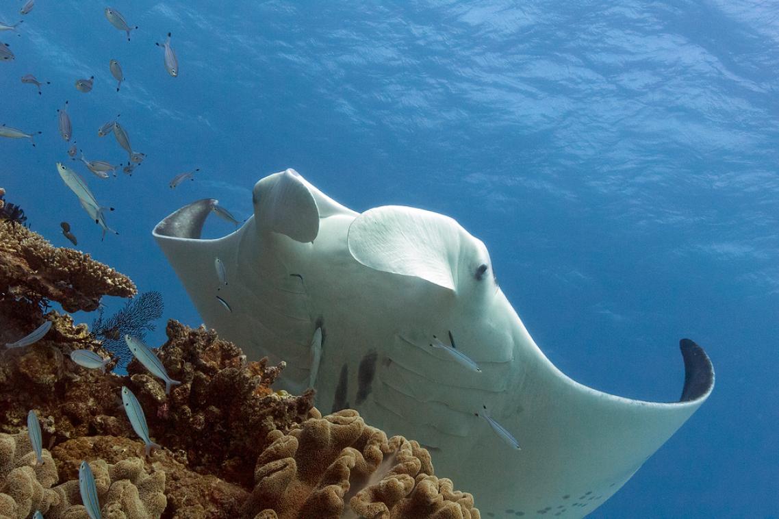 Manta ray. Photograph by Dr Kathy Townsend, Moreton Bay Research Station.