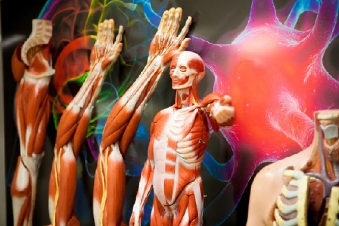 Originality and exceptional technical skills will decide which University of Queensland anatomy student wins the 2016 Royal Australasian College of Surgeons Dissection Prize.