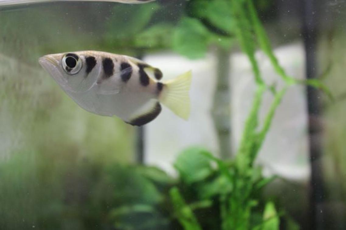 Archerfish can recognise faces