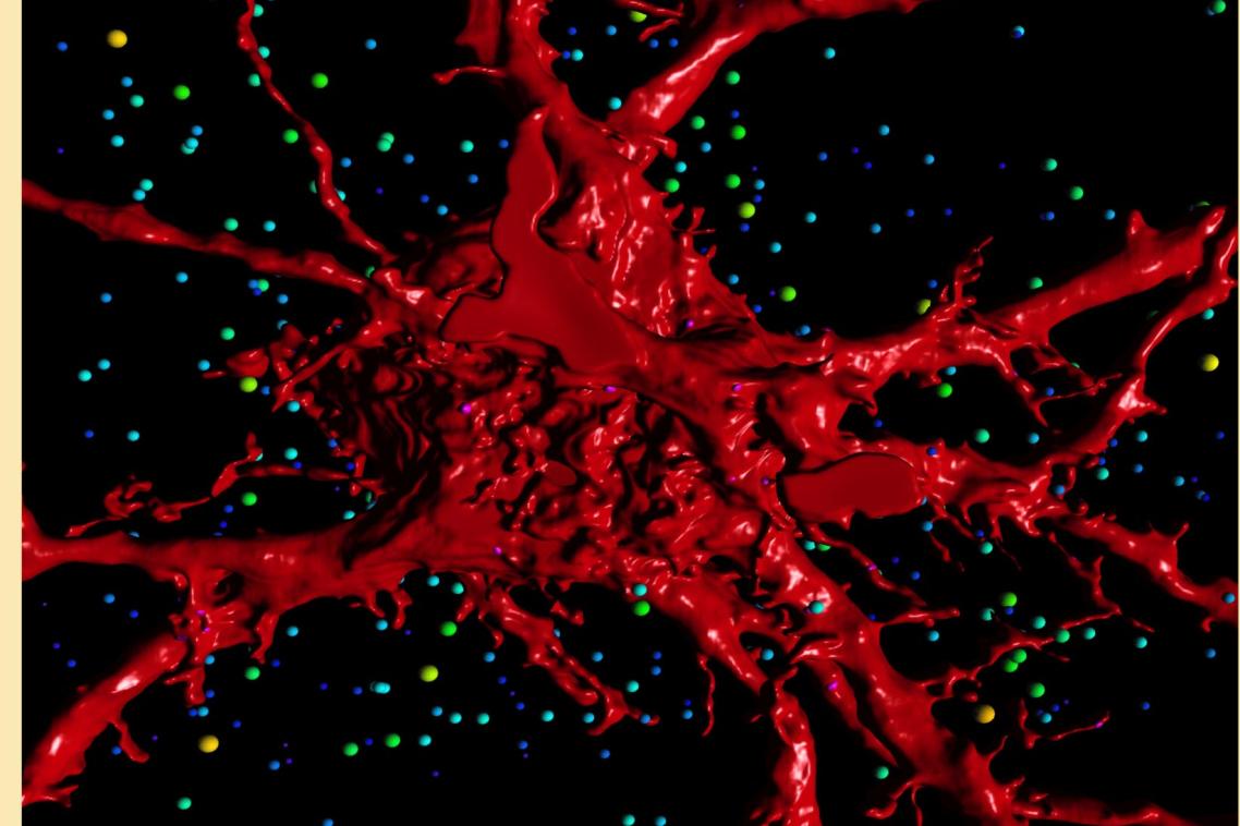 A 3D rendering of the motor neurons that control breathing