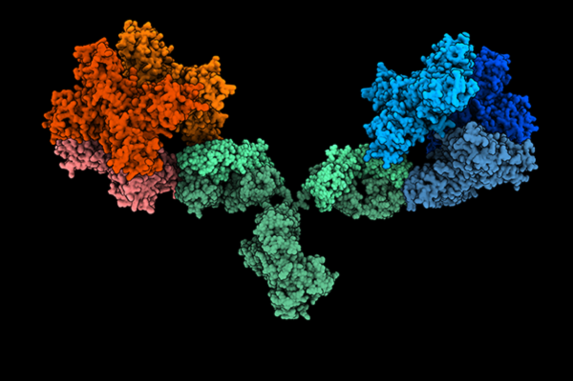 Image depicts the 1G5.3 antibody (green) bound to both Zika (red) and dengue (blue) NS1 proteins. It's based on structural data but idealised to showing binding to both viral proteins simultaneously. Credit: Daniel Watterson