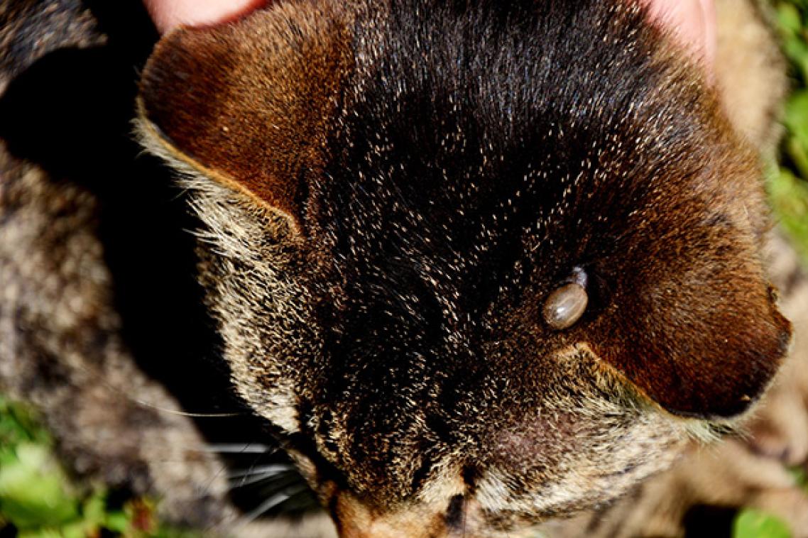 the top of a dark brown cat's head with a tick visible near its ear