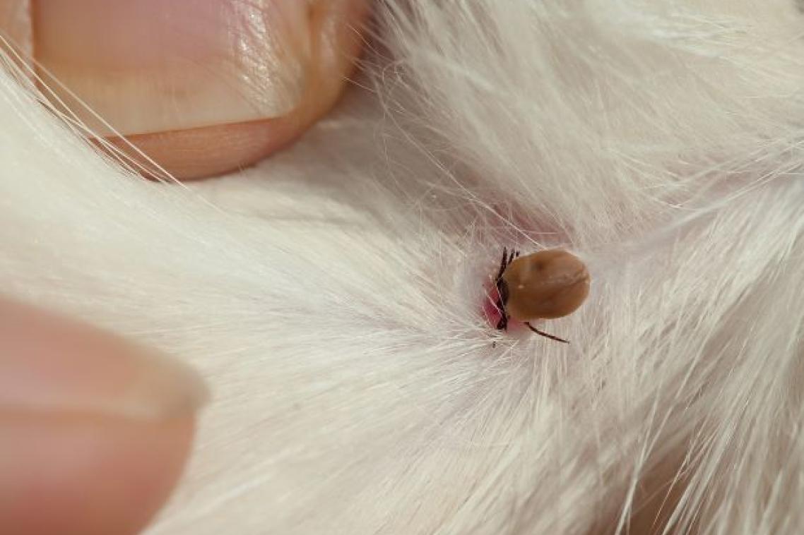 close up of fingers holding apart white dog fur so a brown insect can be seen