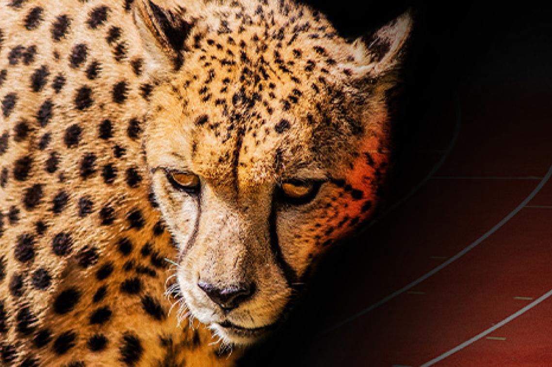 A cheetah in front of a racetrack