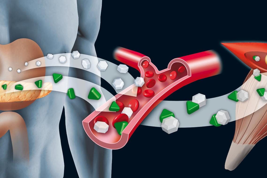 Reduced growth hormone receptor signalling improves insulin signalling within the body.