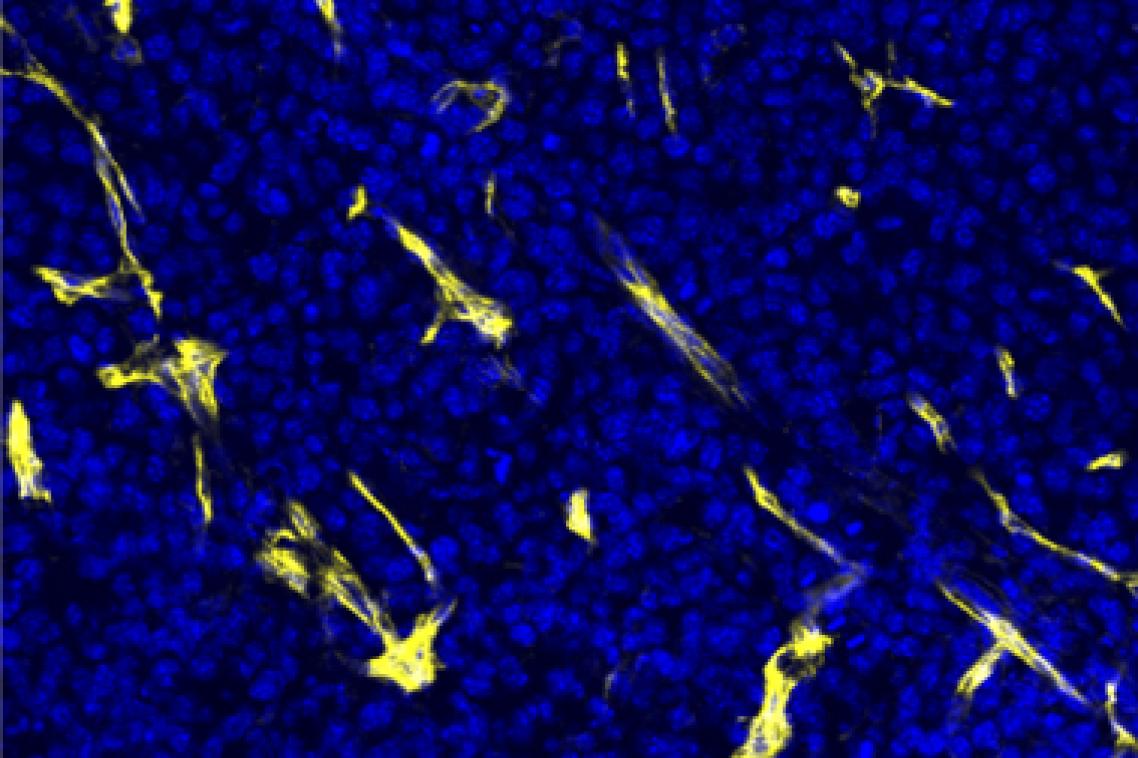 A microscope shows the stem cells