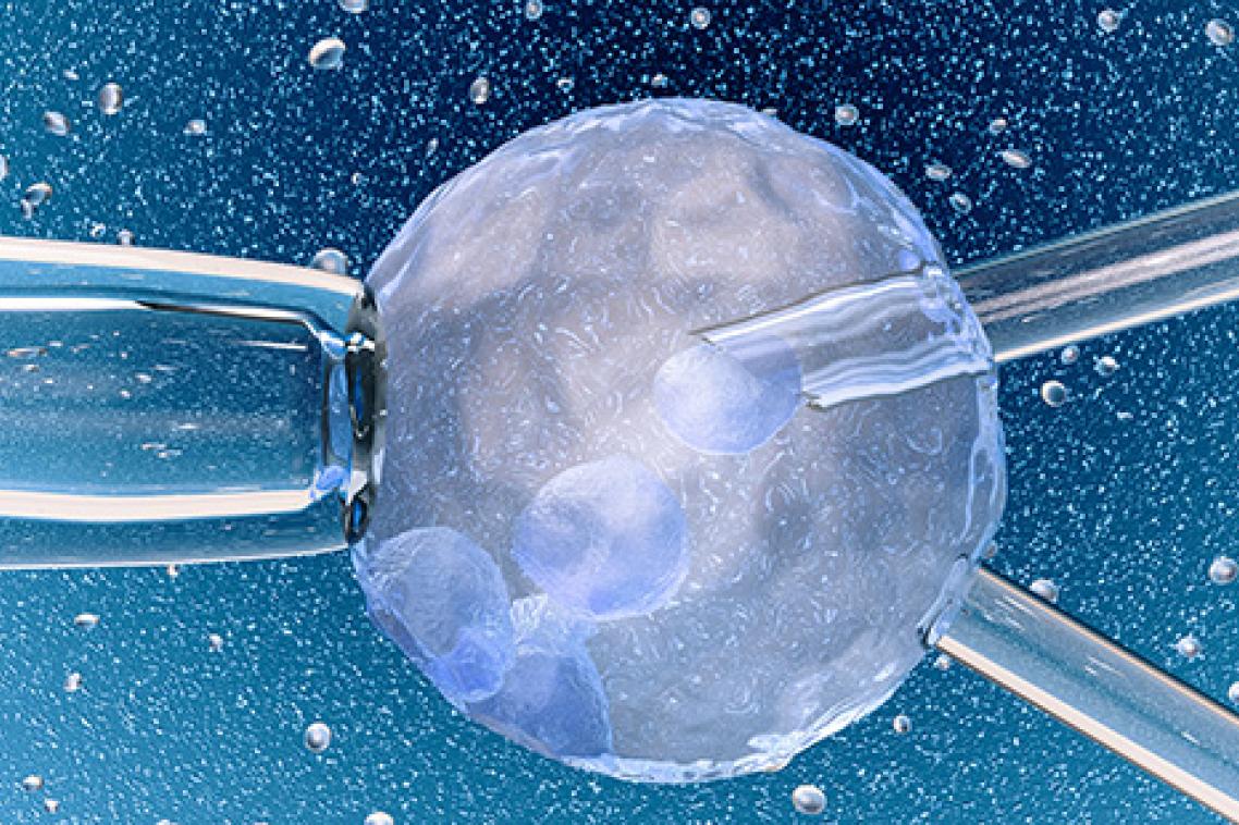 A graphic depicting glass instruments being used on a reproductive egg.