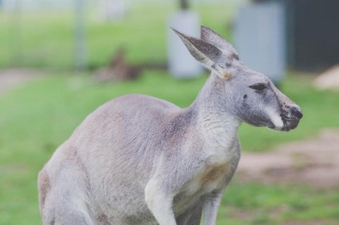 Close-up of kangaroo.