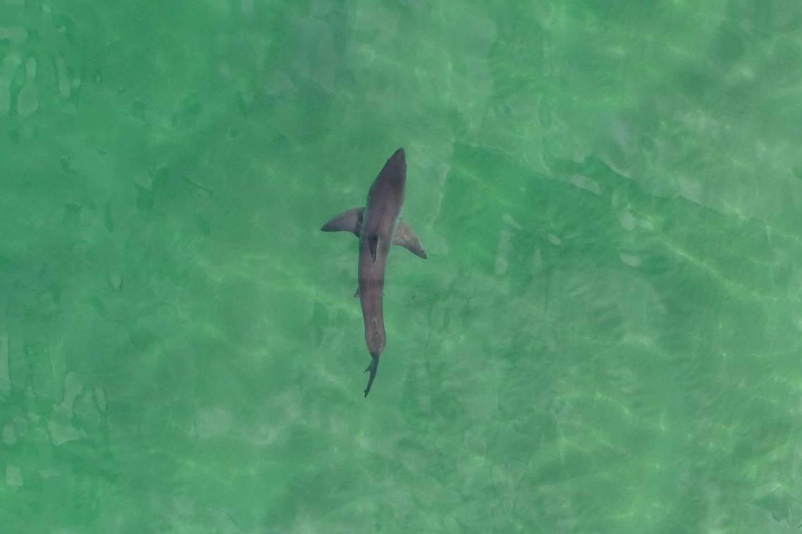 A new study involving UQ estimates around 200 to 252 white sharks have babies each year.