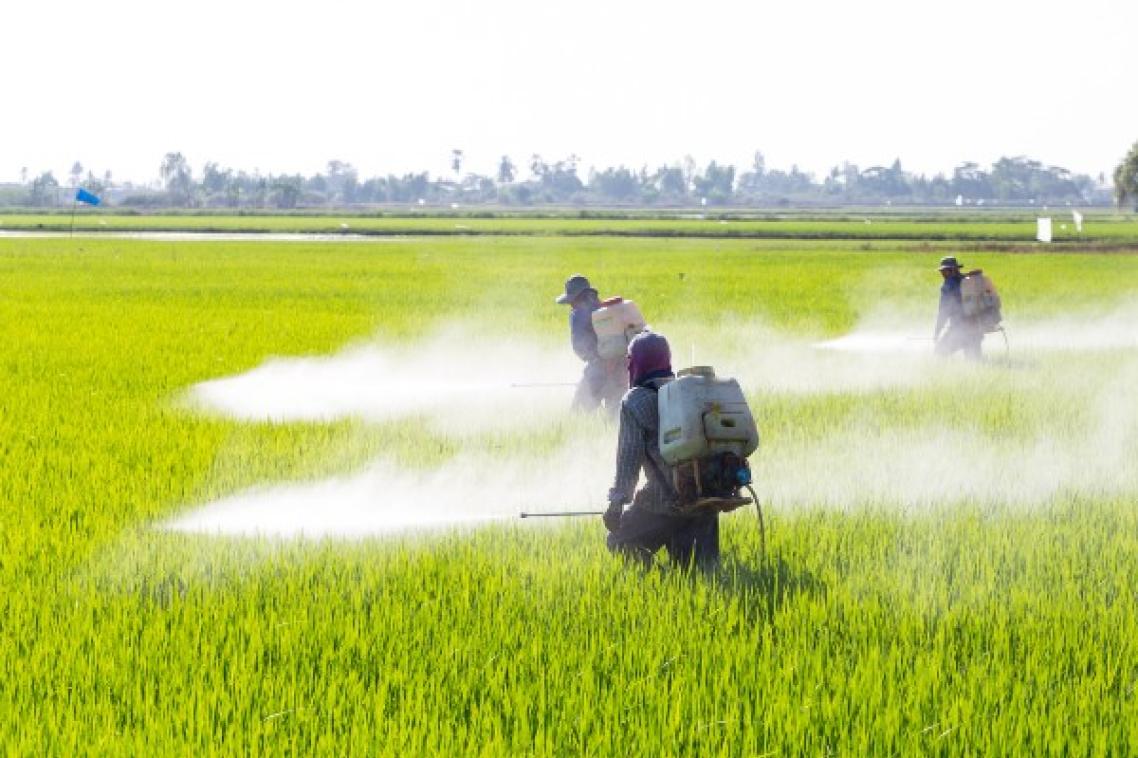 People spraying pesticides in rice fields.