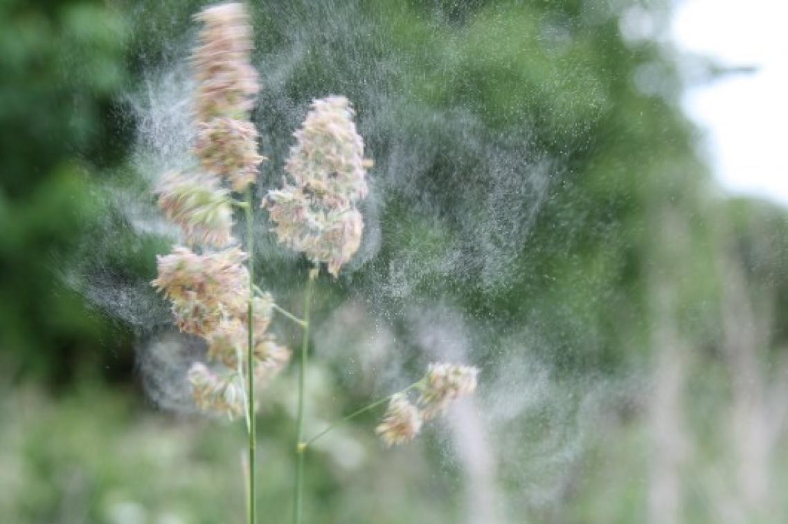 Grass trees with pollen in the wind.