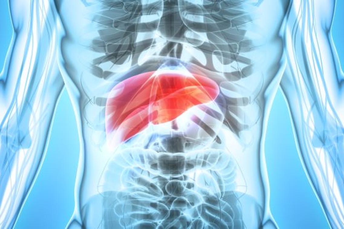 There are significant differences between the livers of men and women. Adobe