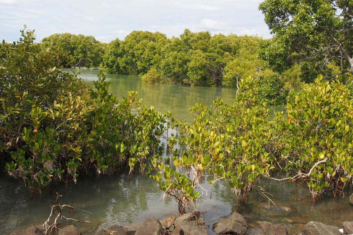 Picture: The Indo-Pacific region holds most of the world’s mangrove forests.