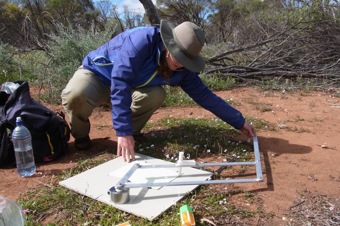 UQ PhD student Trace Martyn gathering data on the spatial orientation of York gum wild flower communities. Photo: Margie Mayfield.