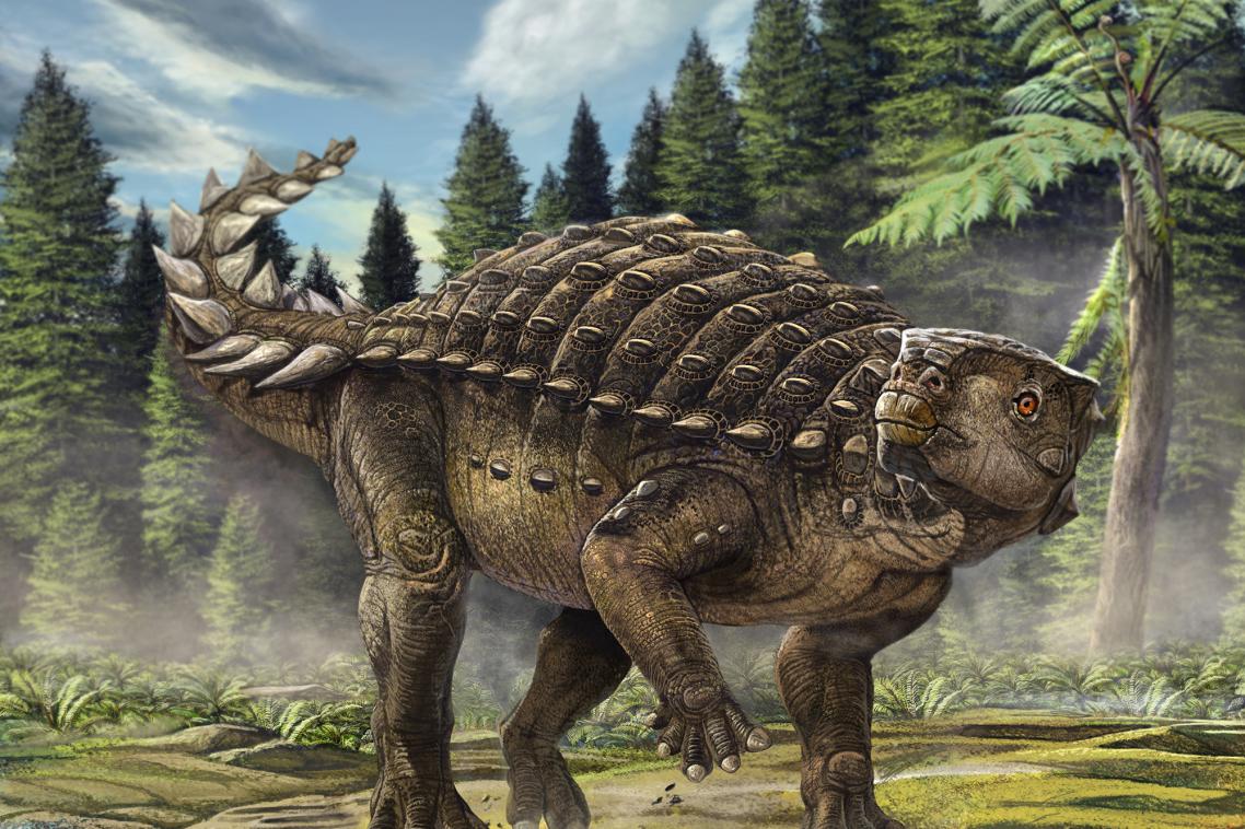 Life reconstruction of Kunbarrasaurus ieversi. Image © Australian Geographic - only to be used in reference to this story.