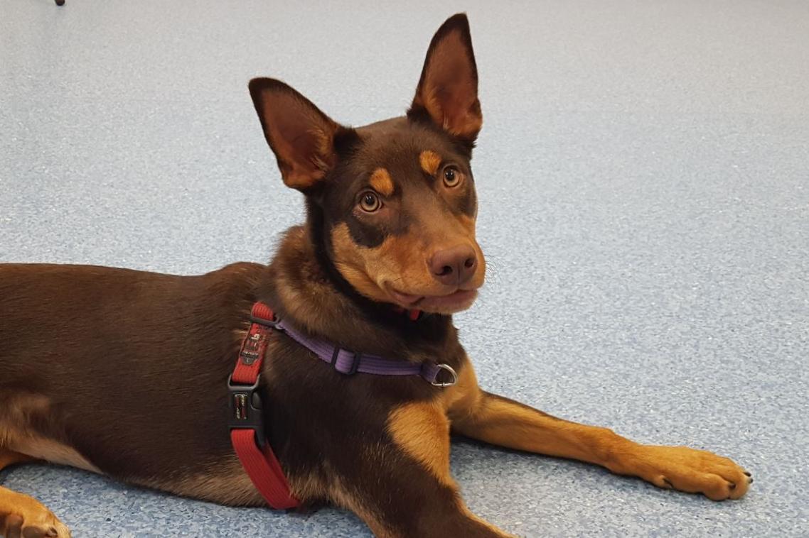 Molly the Kelpie.