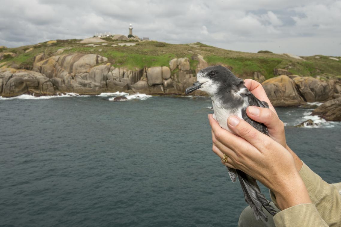 Gould’s Petrel (Pterodroma leucoptera leucoptera) returns to nest on Montague Island. Credit: Justin Gilligan/Marine Park Authority NSW