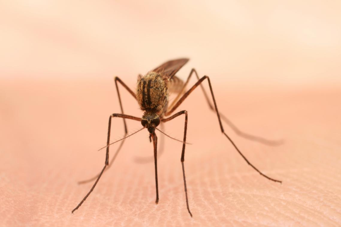 Image (iStock): mosquitoes are moving into regions where people have had no prior exposure to them