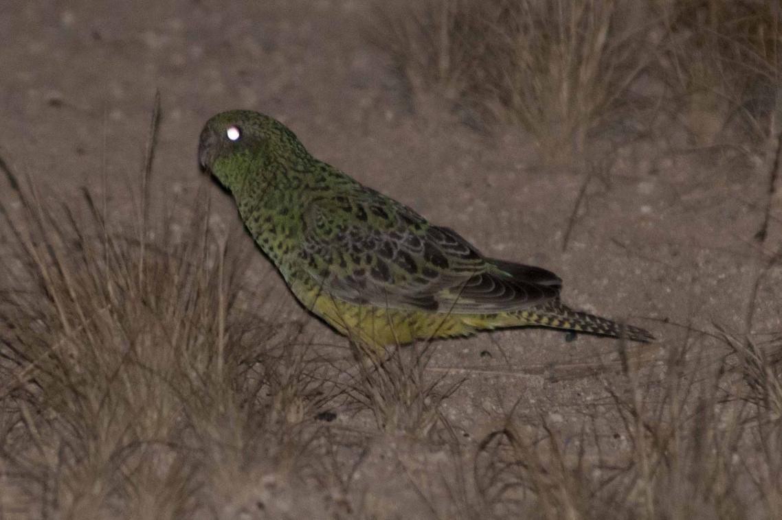 The shy and nocturnal night parrots live in remote and rugged areas