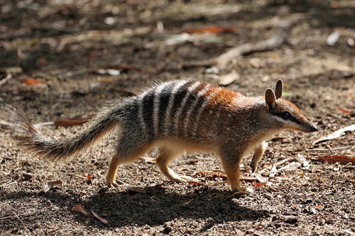 A numbat standing on a dirt-covered ground.