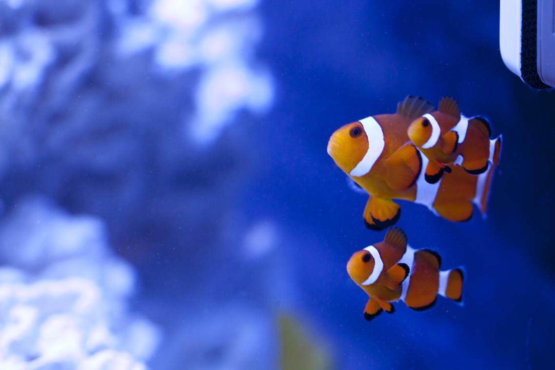 Clownfish.