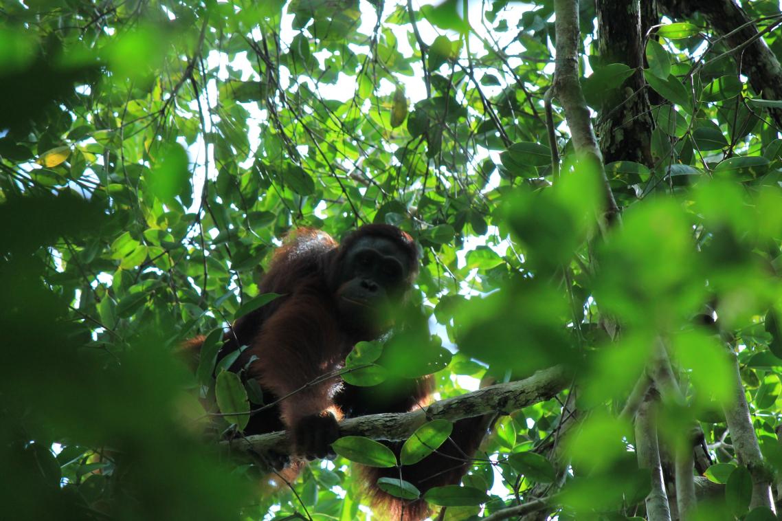 An orangutan in the wild in Borneo. Photo: Nardiyono