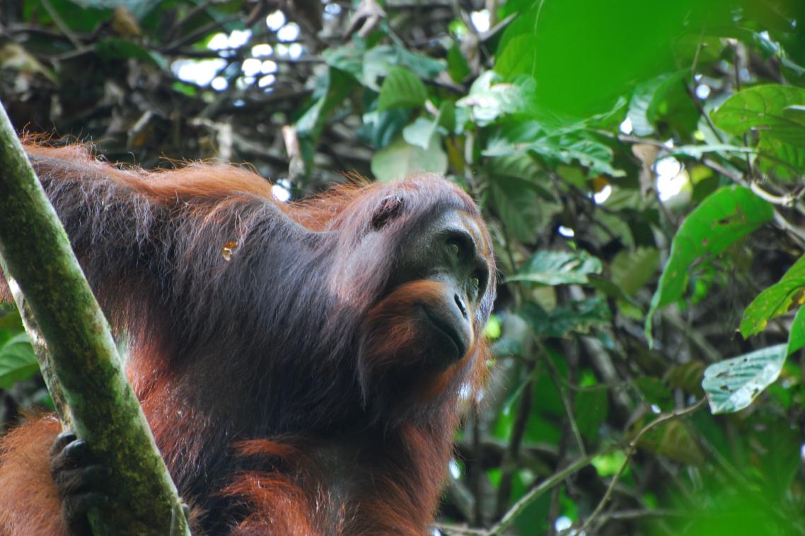 Orangutan