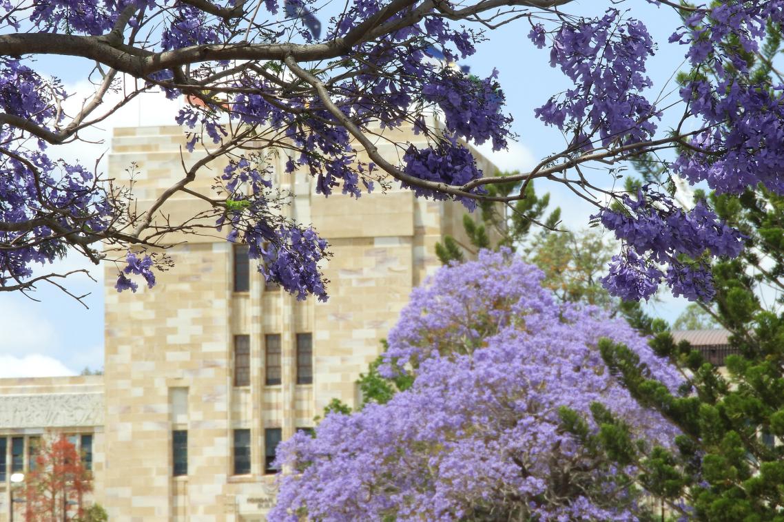 Jacaranda blooming with the sandstone of the Forgan Smith building visible behind it