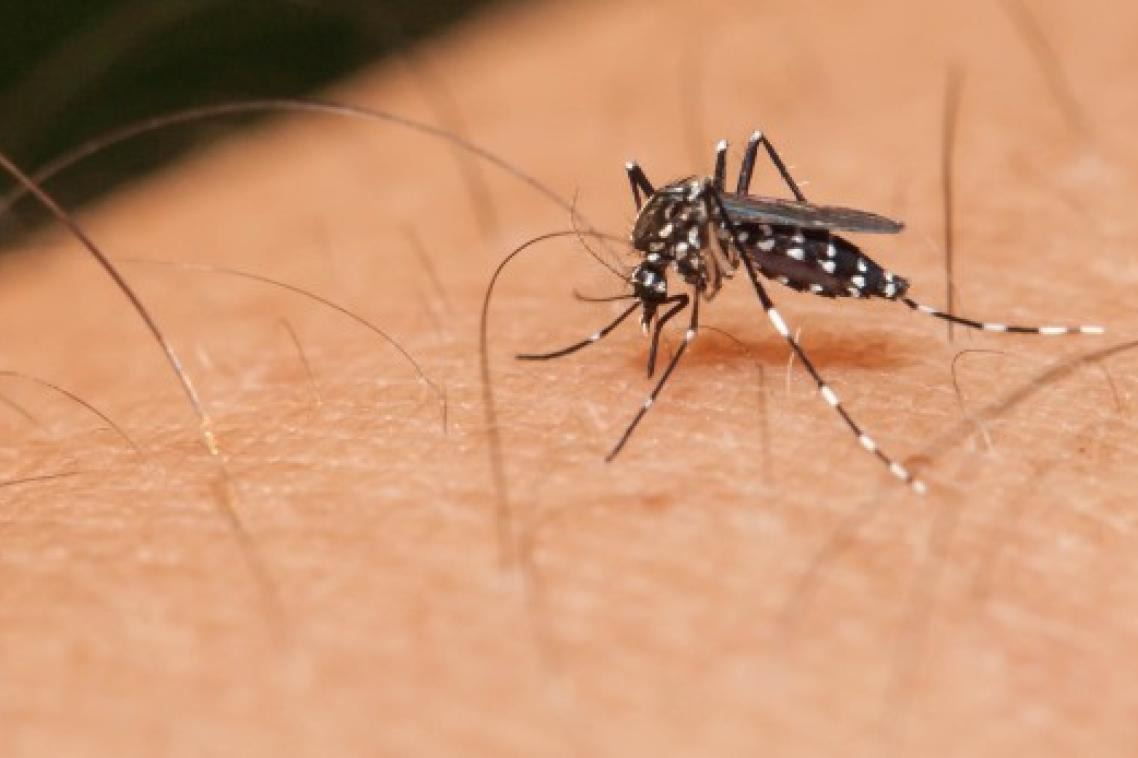 Mosquito sucking blood from human hand