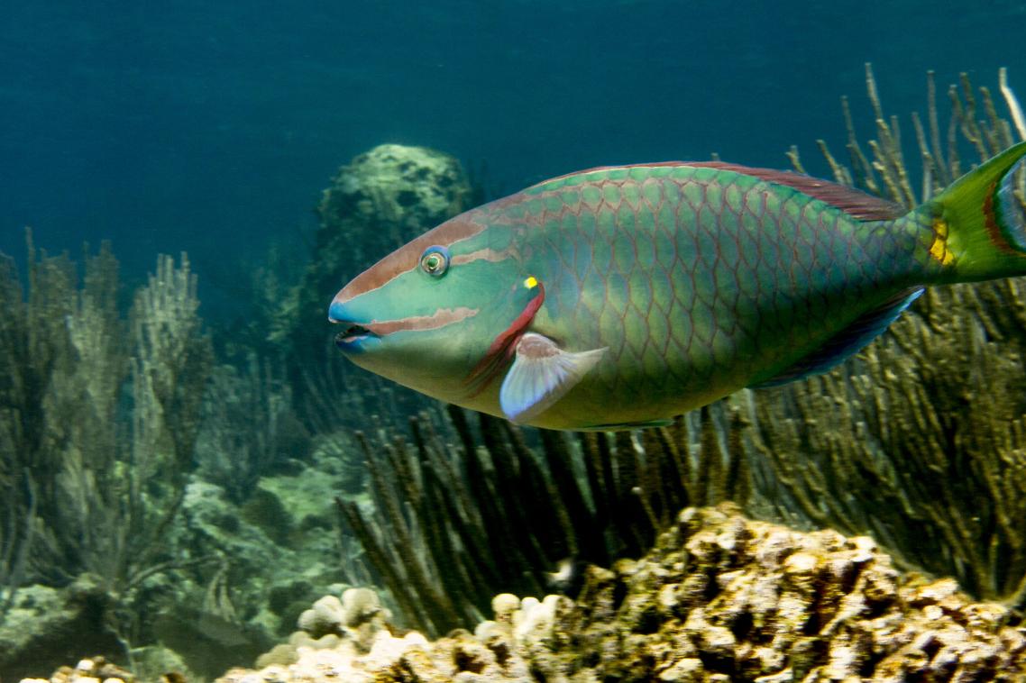 The stoplight parrotfish (Sparisoma viride), one of the most important fish on coral reefs, yet also a highly sought-after fishery species