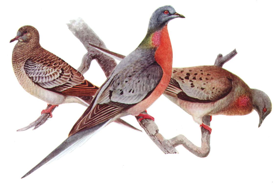 Passenger Pigeon. Credit: Louis Agassiz Fuertes