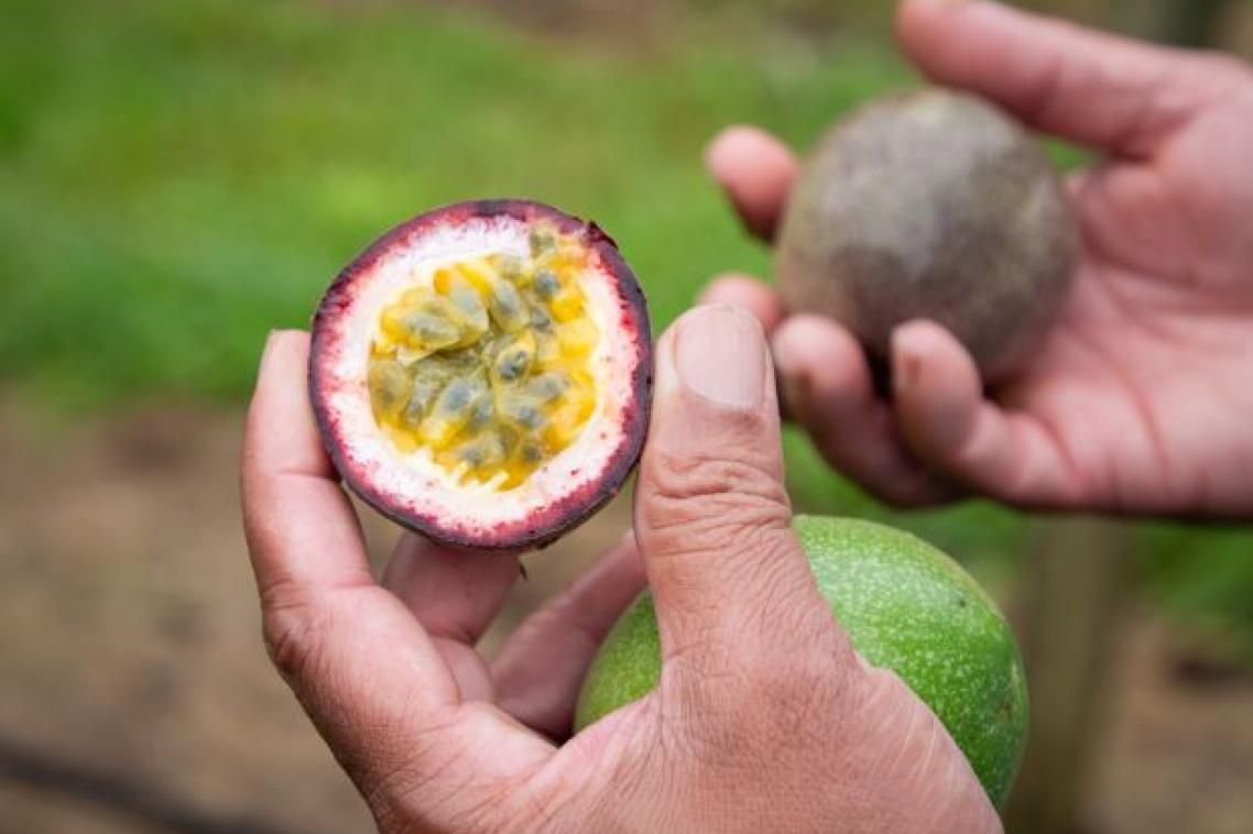 Two hands, each holding half a passionfruit. One half has the pulp facing the camera 